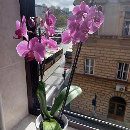 Apartman Vesna Fiume